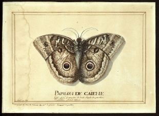 papillon